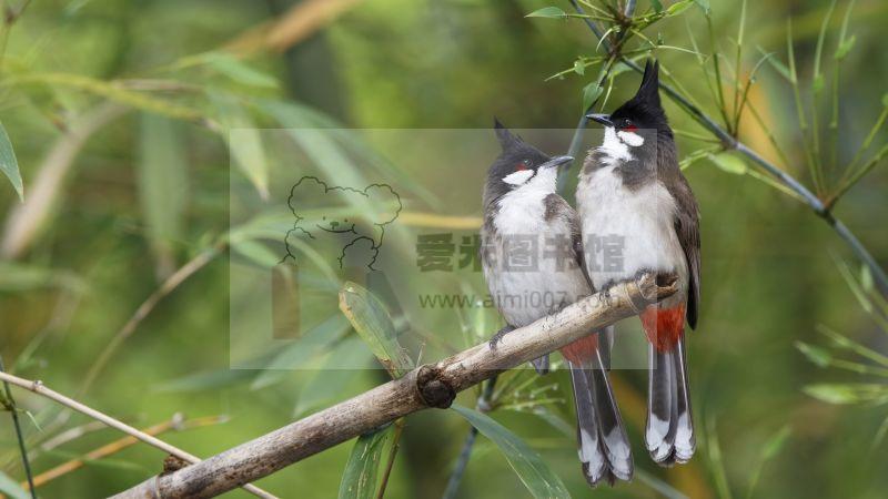 【7天大课】真核生物基因组精细注释